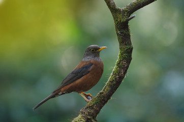 Chestnut thrush (Turdus rubrocanus) bird