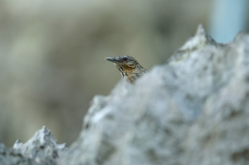 Limestone wren-babbler, Rufous Limestone-babbler