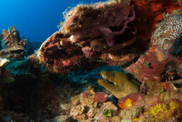 A green moray eel hides under a section of coral reef. The creature is at home in this tropical blue water in the Caribbean sea. The eel has its mouth open to allow water through.