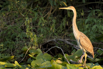 Purple Heron (Ardea purpurea)
