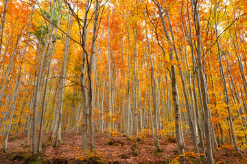 Beautiful Forest in Autumn, in Romania