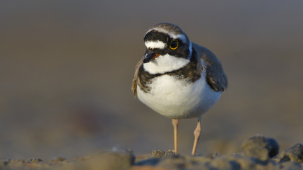 Little ringed plover (Charadrius dubius)