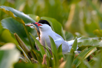 Common tern (Sterna hirundo)