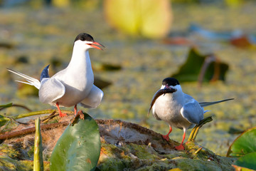 Common tern (Sterna hirundo)