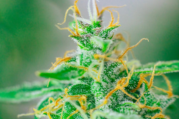buds cannabis in the indoor grown before harvest. Macro shot with sugar trichomes. concepts of grow...