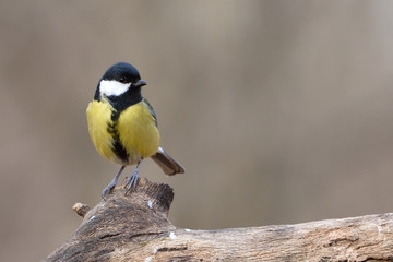 Great Tit (Parus major) on a Branch