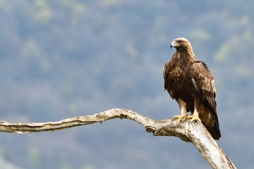 Golden Eagle on a Branch