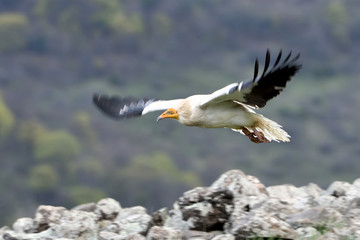 Egyptian Vulture in Flight, in Mountains