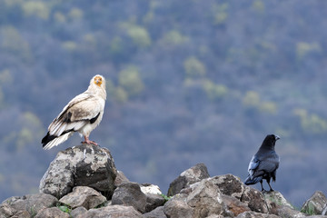 Egyptian Vulture into the Mountains, in Springtime