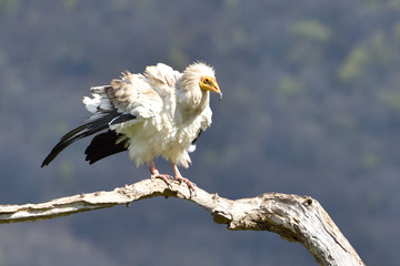 Egyptian Vulture on a Branch