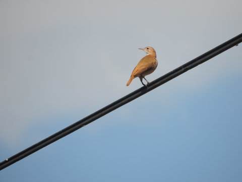 Hornero Trabajador; Descansando sobre un cable.