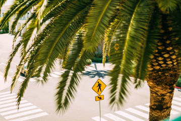 palm tree, stop sign, road, crossing the road, pedestrian