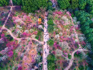 Chidorigafuchi park with full bloom sakura in Tokyo, Japan.