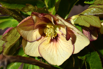Lenten rose macro