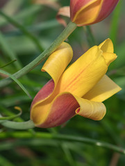 Obraz premium Zephyranthes Morrisclintii -- Beauty Sustains Us