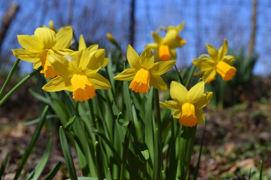 Cluster of trumpet daffodils in the woods with blue sky on the back