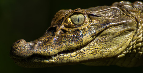 Caiman latirostris