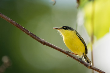 Todirostrum cinereum