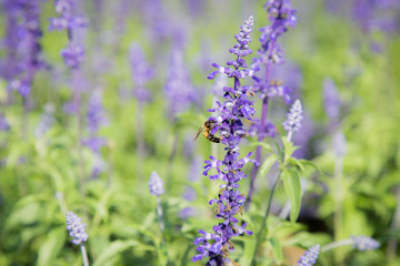 Obraz premium Blue Salvia Flower