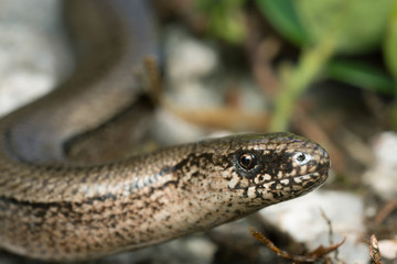 Slowworm, Anguis fragilis 