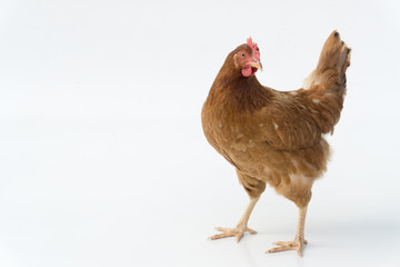 brown hen walking isolated on white, studio shot,chicken