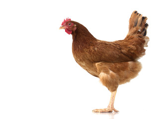 brown hen walking isolated on white, studio shot,chicken