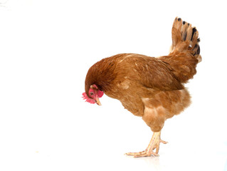 brown hen walking isolated on white, studio shot,chicken