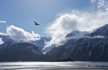 Eagle flying over the Chilkat Inlet