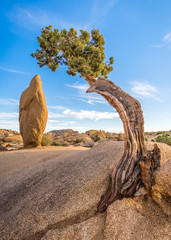 Cypress and Monolith