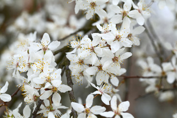 Naklejka premium Flowers of Prunus cerasifera