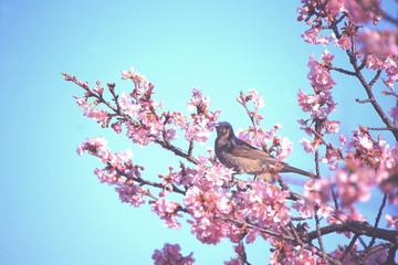 河津桜とヒヨドリ