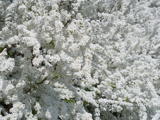 ユキヤナギの白い小花