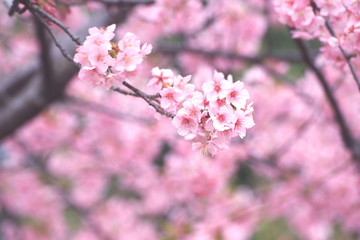 華やかな春イメージ（河津桜）