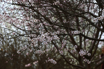 Apricot flowers blooming