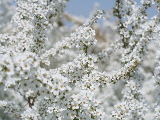 ユキヤナギの白い小花