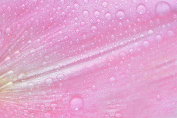 水滴　ピンクのユリ　





