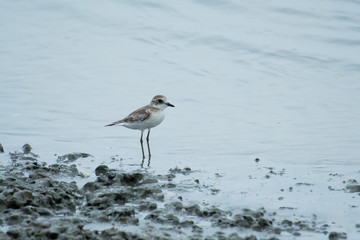 Kentish Plover or Charadrius alexandrinus
