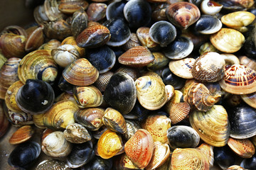 Seafood blue clams