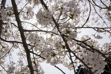 Kirschbl&uuml;te in Japan