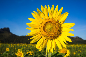 sunflower feild with mountain