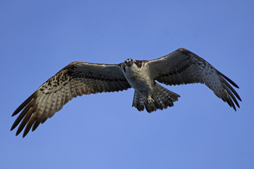 Osprey (Pandion haliaetus)
