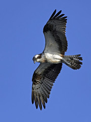 Osprey (Pandion haliaetus)