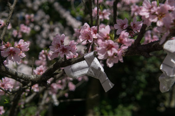 Kirschblüte in Japan