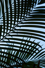Palm leaves texture silhouette with blue sky background