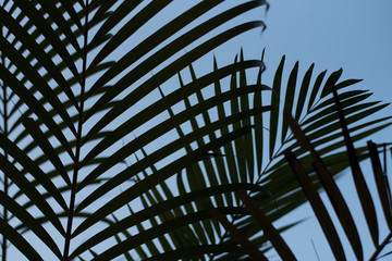 Palm leaves silhouette with blue sky day 