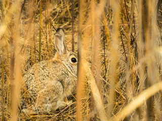 Brown cottontail rabbit watching from among the marsh reeds