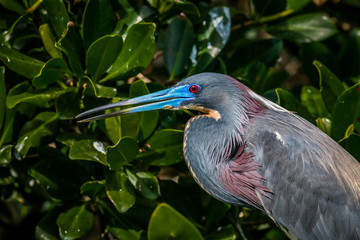 Tricolored Heron