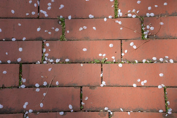 Fototapeta premium Cherry Blossom Petals on Bricks