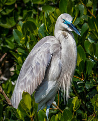 Great Blue Heron Hybrid Great Egret