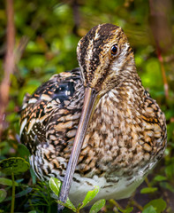 Wilson's Snipe